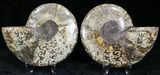 Polished Ammonite Pair - Million Years #22287-1